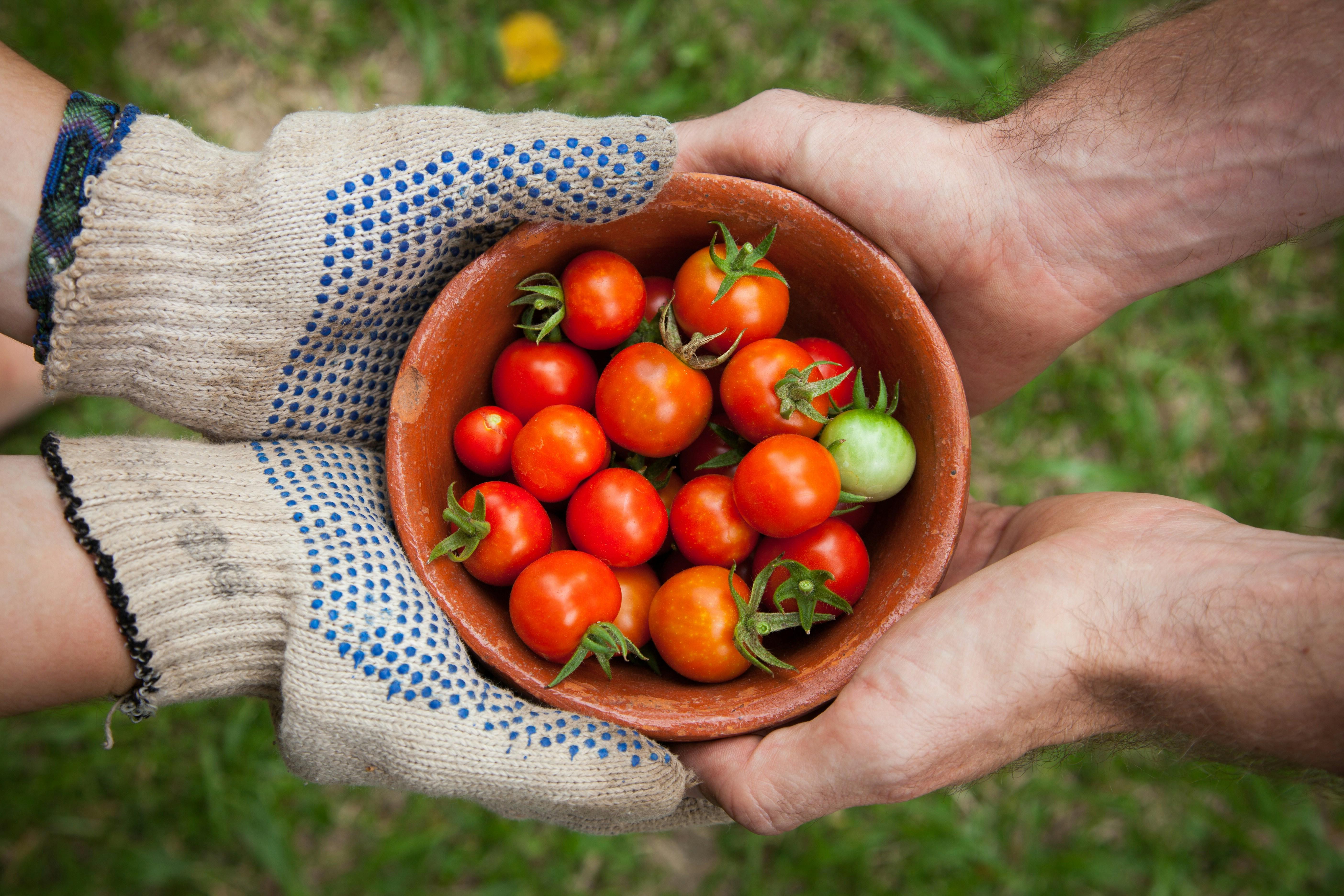 Two sets of hands holding a bowl of tomatoes